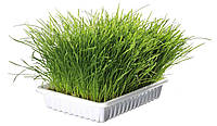 Трава для кошек и котят в контейнере Trixie Soft Grass 100 г