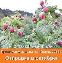 Саджанці малини сорт Полана (Polana), напівупаковані, фото 2