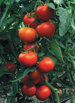 Томат полудетерминантный (полувысокорослый) в Украине. Реальная цена от ...
