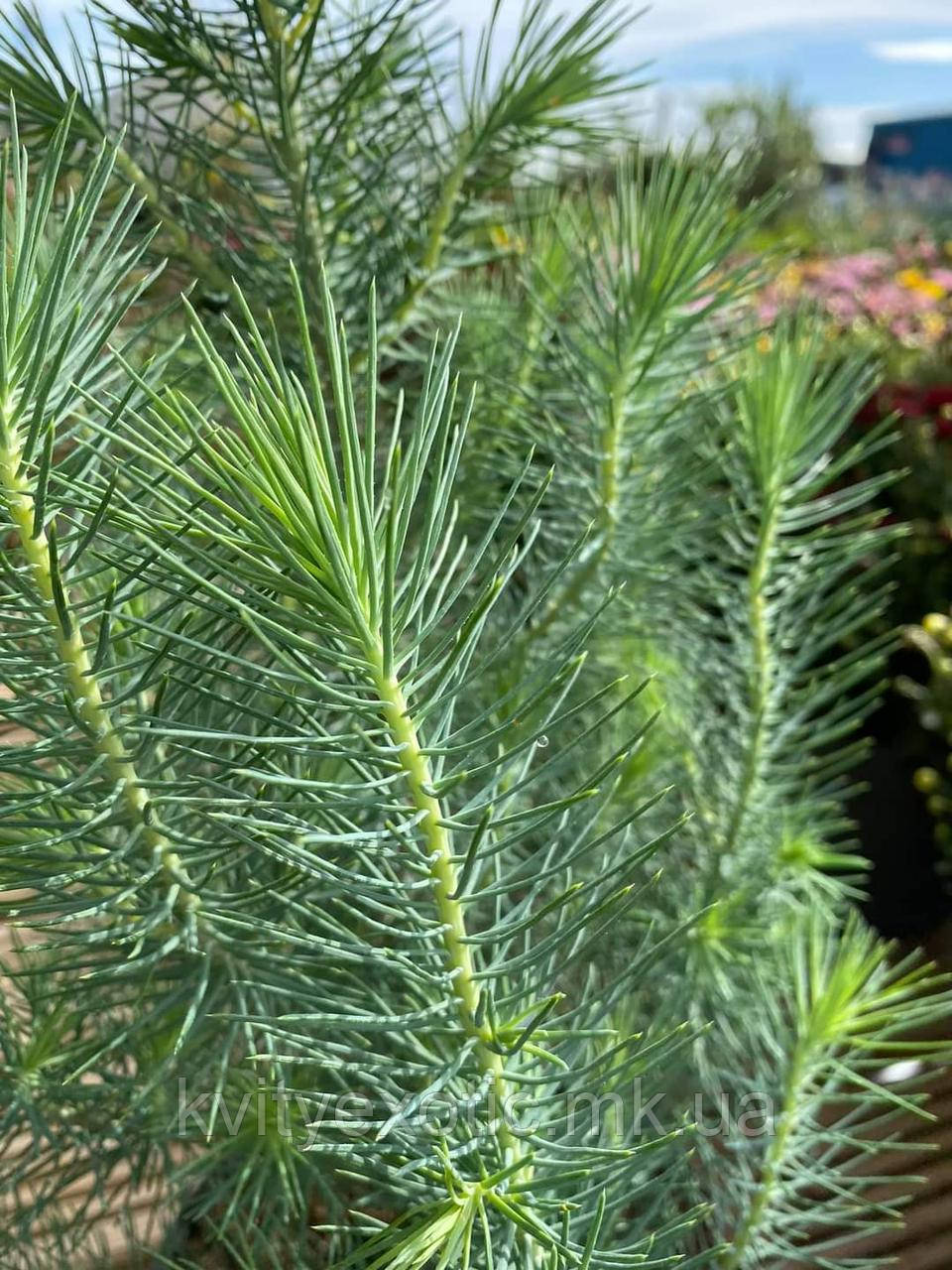 Иглы серебристого цвета