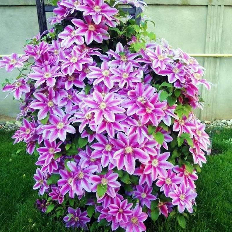 

Клематис Доктор Руппель, Clematis Doctor Ruppel (2 группа)