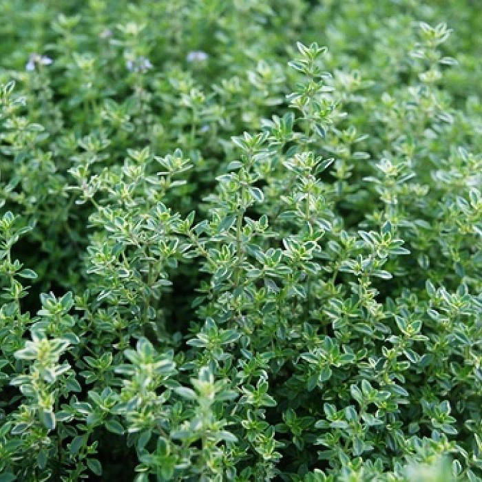 

Тимьян Fredo Саженец