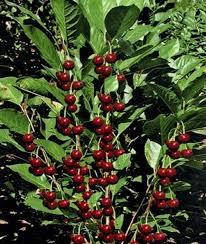 

Вишня колоновидная Шоколадный мусс (ранняя)