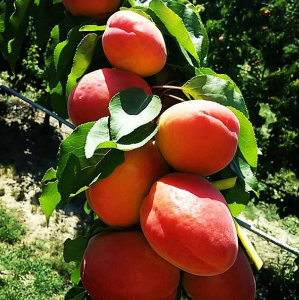 

Саженцы абрикоса «Фаралия» (среднего срока созревания)