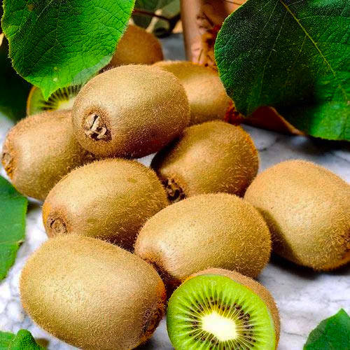 

Саженцы Киви Закарпатский - самоплодный, крупноплодный, высоко морозоустойчивый