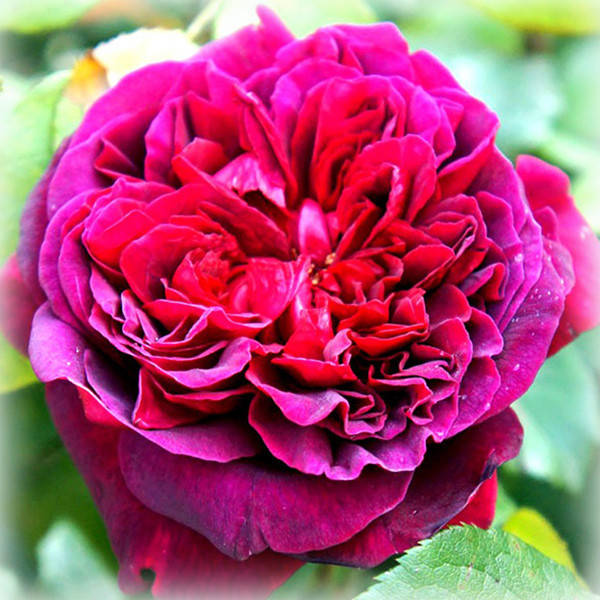 

Роза Вильям Шекспир (William Shakespeare), английская в контейнере