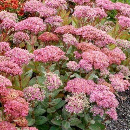 

Седум Beach Party (саженцы)