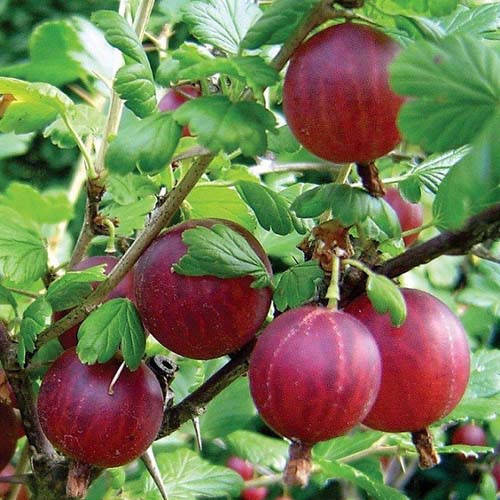 

Саженцы Крыжовника Хинномаки Ред - средний, очень крупноплодный, сладкий