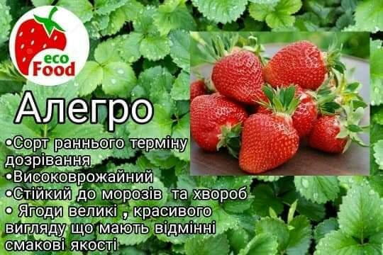 

Сорт Алегро