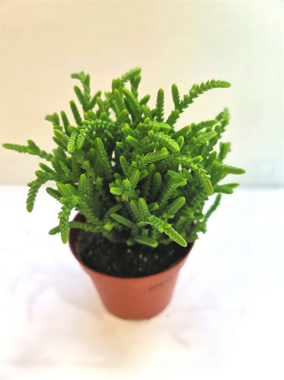 

Крассула Crassula lycopodioides Суккулент Комнатное растение