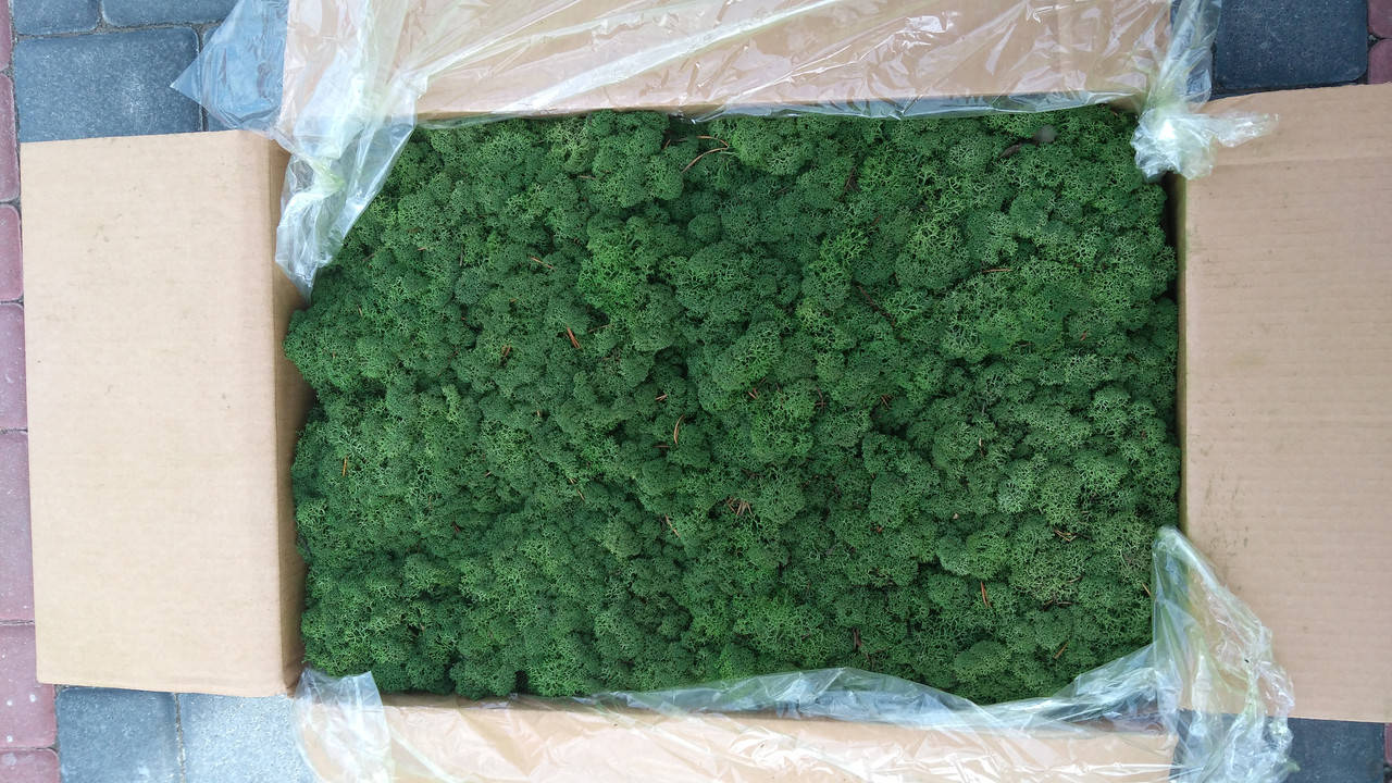 

Мох стабілізований 54 moss green. Упаковка 100 грам, Белый