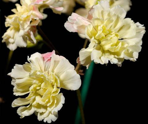 

Пеларгония "Rushmoor Orinoco" (№220), Желтый