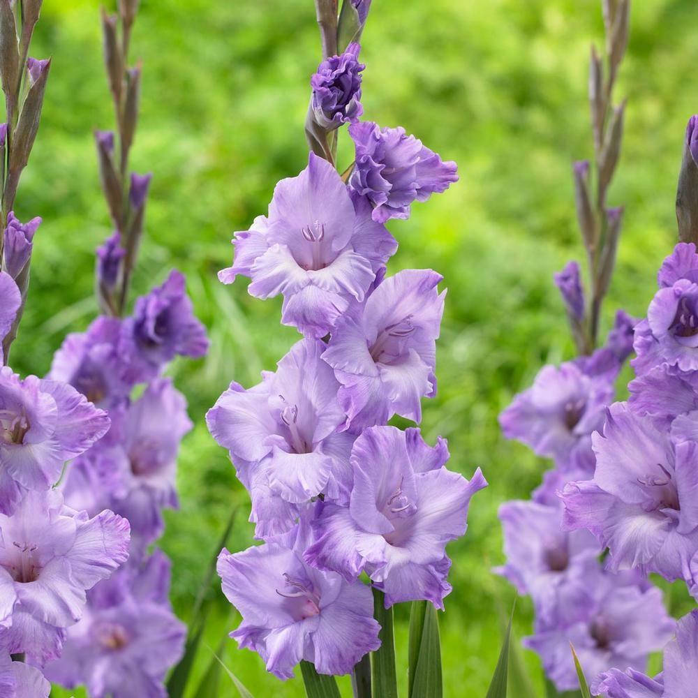 

Луковицы Гладиолус Milka