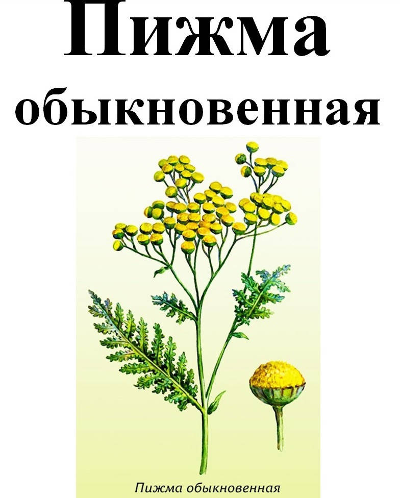 

Пижма обыкновенная, 50 грамм