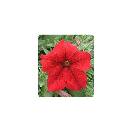 

Семена Петуния грандифлора Виртуоз F1 Красная Red 250 драже Kitano Seeds, Красный