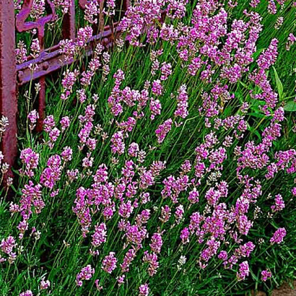 

Саженец лаванды Elegance Pink