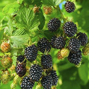 

Дойл - саженцы ежевики