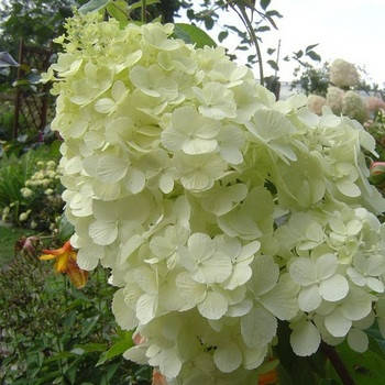 

Гортензия метельчатая Polar Bear (Полар Бир)