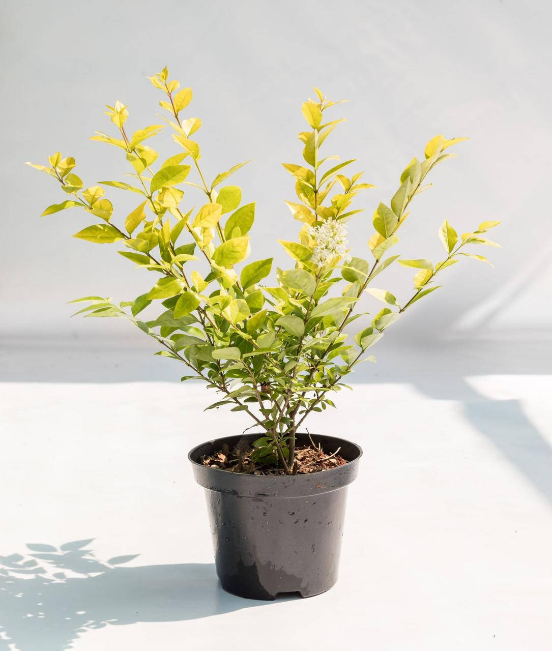 

Бiрючина Вікарій / Ligustrum Vicaryi С3/ Н 40-60