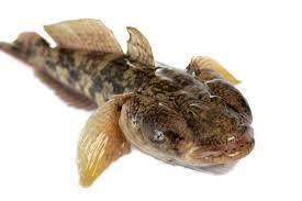 

Бычок черноморский отборный, бычки ("кнут", 6-7 шт/кг)