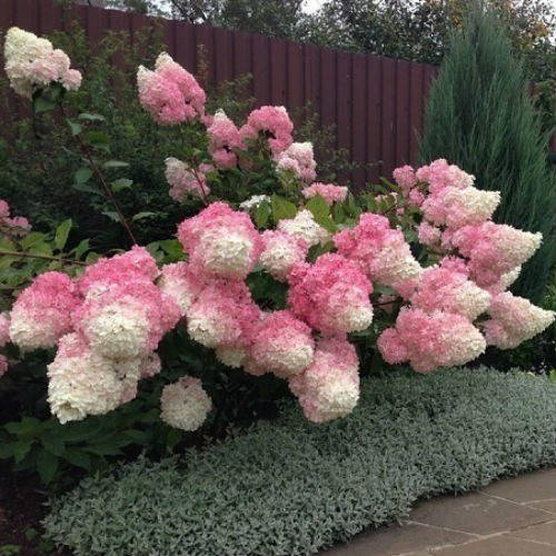 

Гортензія волотиста Ванілл Фрайз / Hydrangea paniculata Vanille Fraise Р9 /Н 20-30