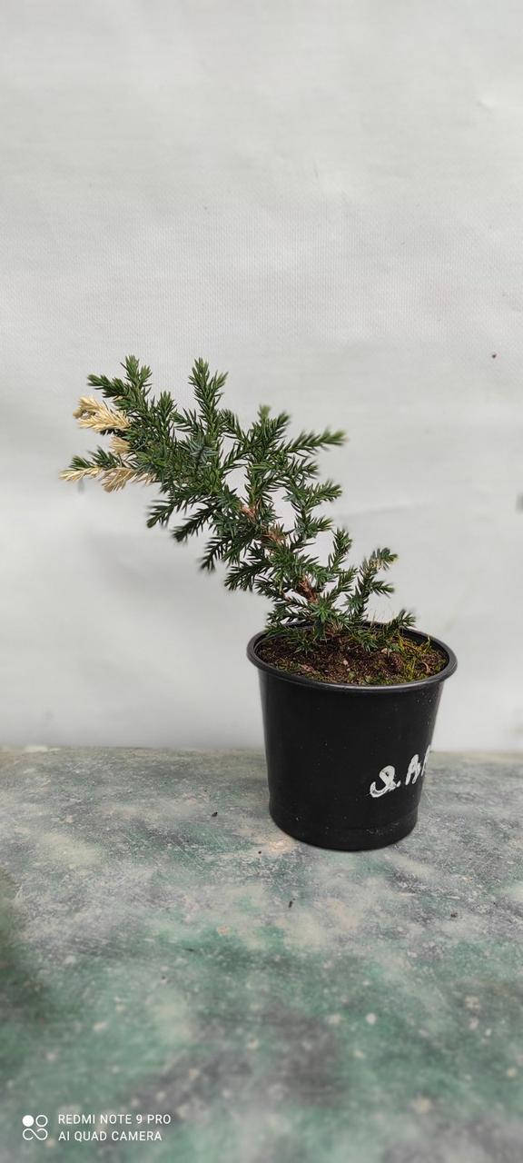 

Можжевельник китайский (Juniperus chinensis Kaizuka Variegata)