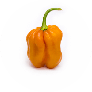 

Семена перца Хабанеро (Habanero Roatan) тыквенный (pumpkin)