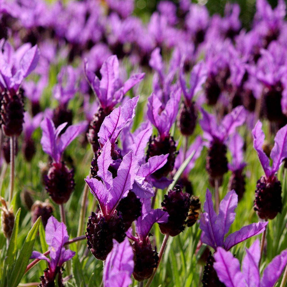 

Лаванда Лавита пинк, Lavandula Lavita pink