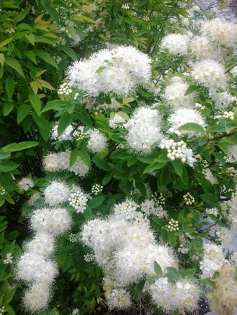 

Спирея Средняя. Укорененые черенки в контейнерах д5..