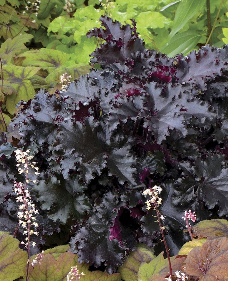 

Гейхера " Блэк Таффета" \ Heuchera Black Taffeta ( саженцы ЗКС)
