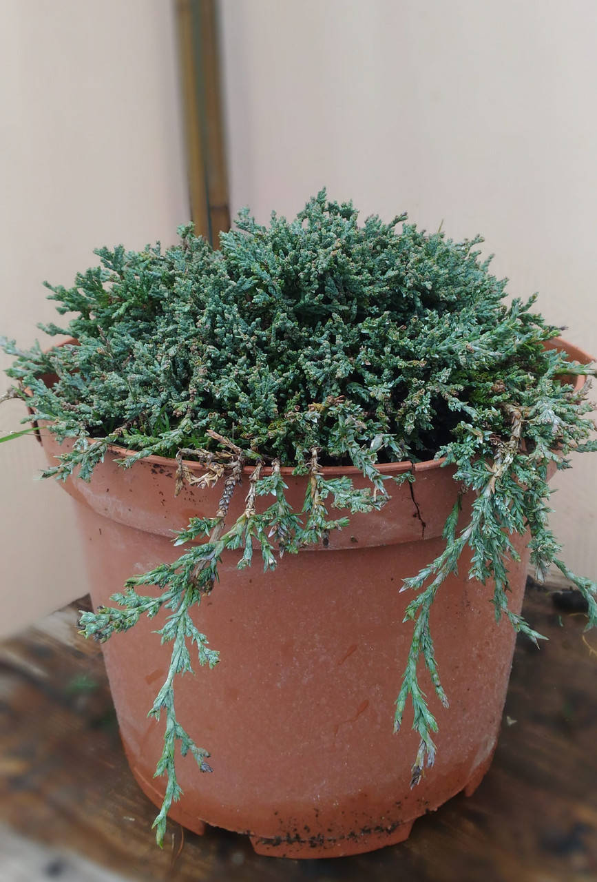 

Ялівець горизонтальний Айс Блю / Juniperus horizontalis Ice Blue С3 / d 20
