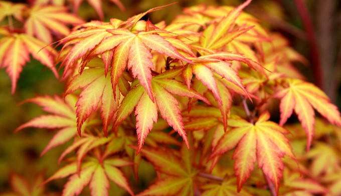 

Клен Acer palmatum Sango kaku 2 семени