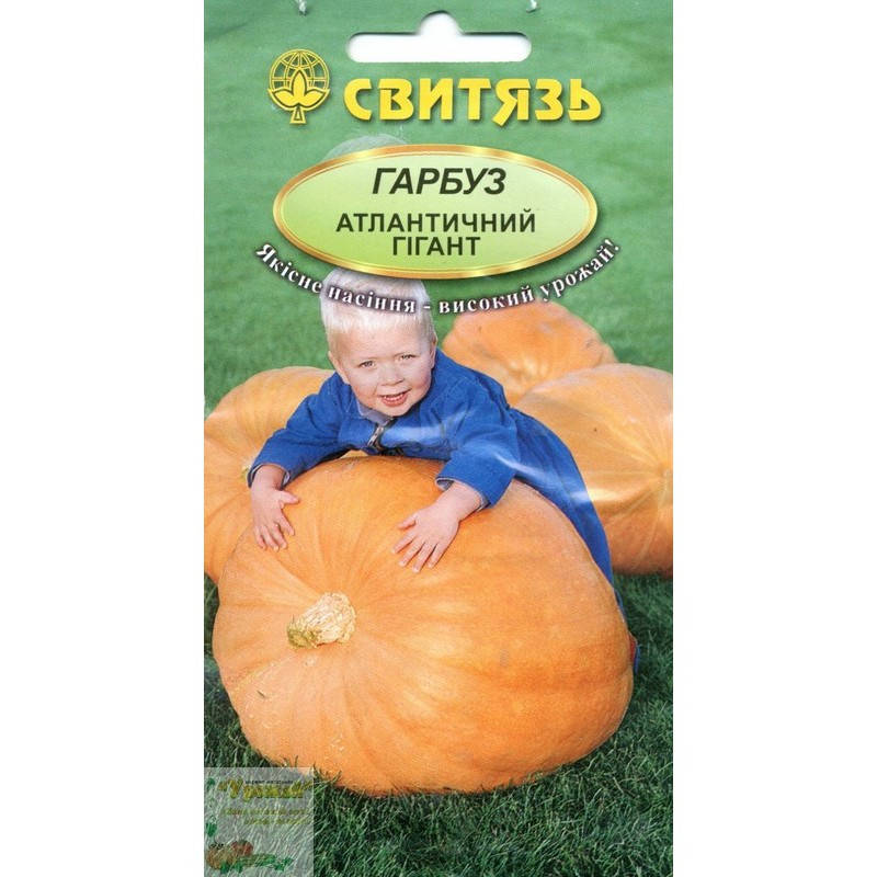 Купить Семена Атлантический Гигант