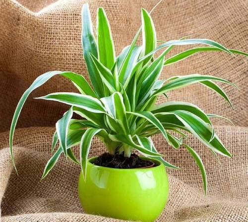 

Хлорофитум Ocean P9