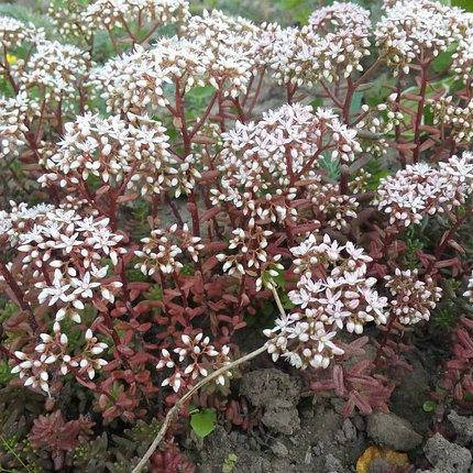 

Очиток (седум) краснолистный Мурал, ЗКС в горшках 0.5 л