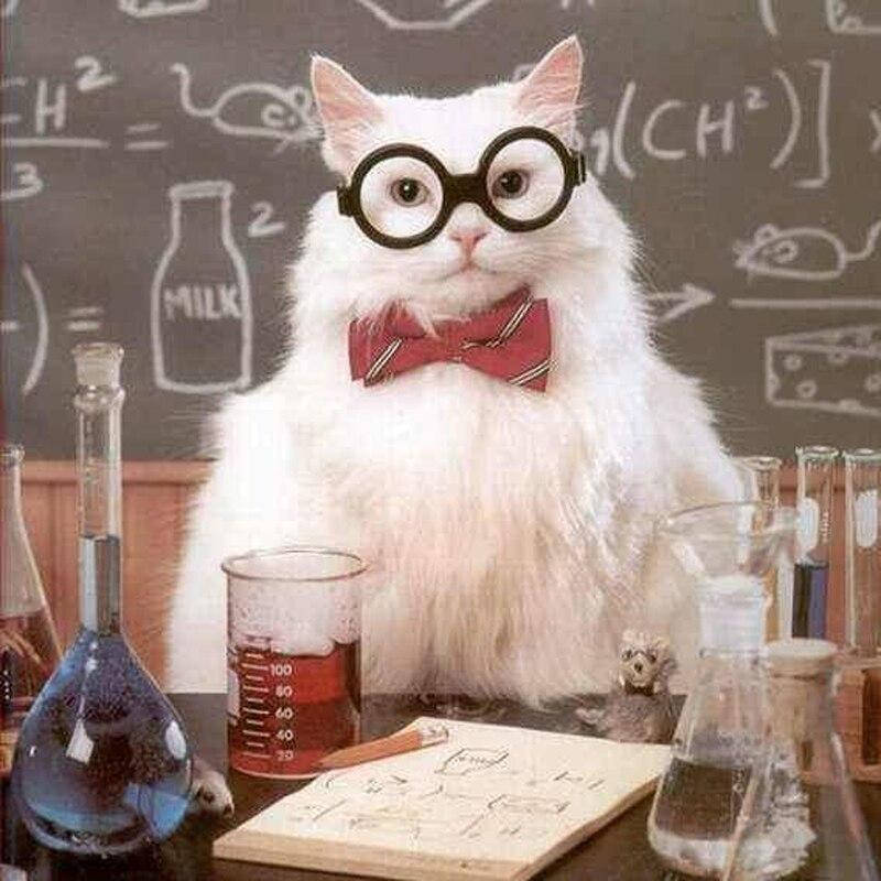 

Алмазная мозаика "Кот ученый", картина стразами. Матовая. 30*30 см