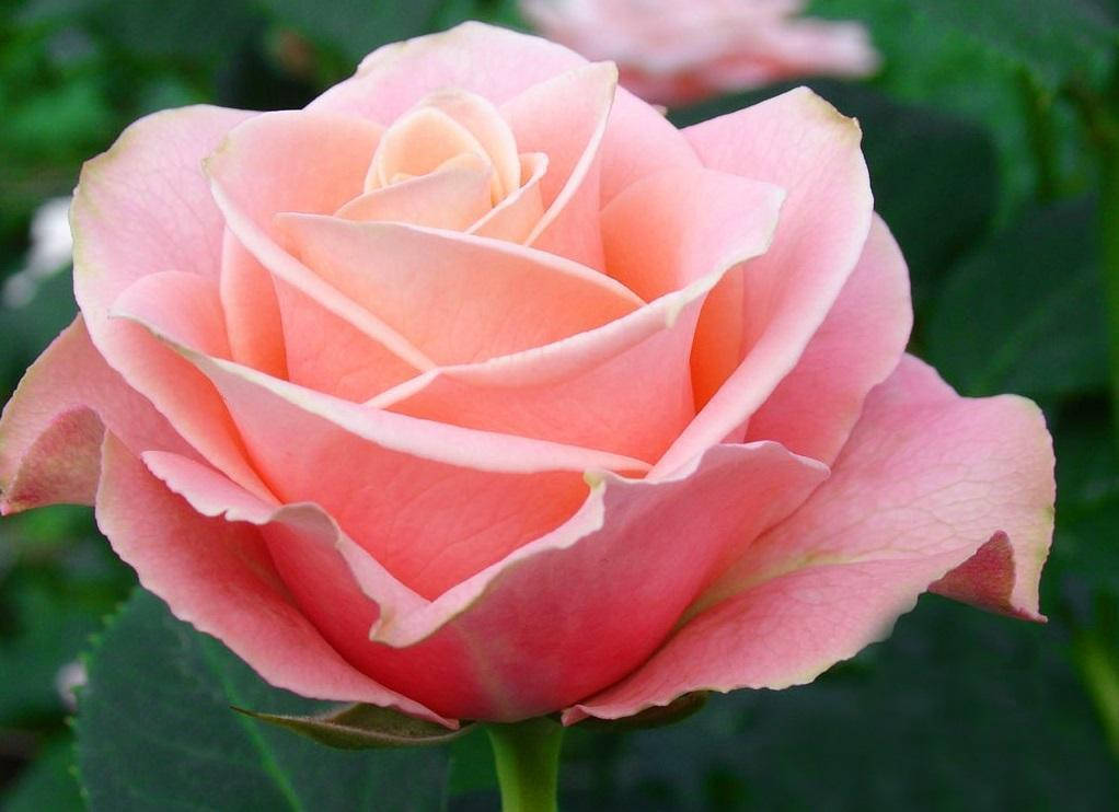 

Роза "Ангажемент"