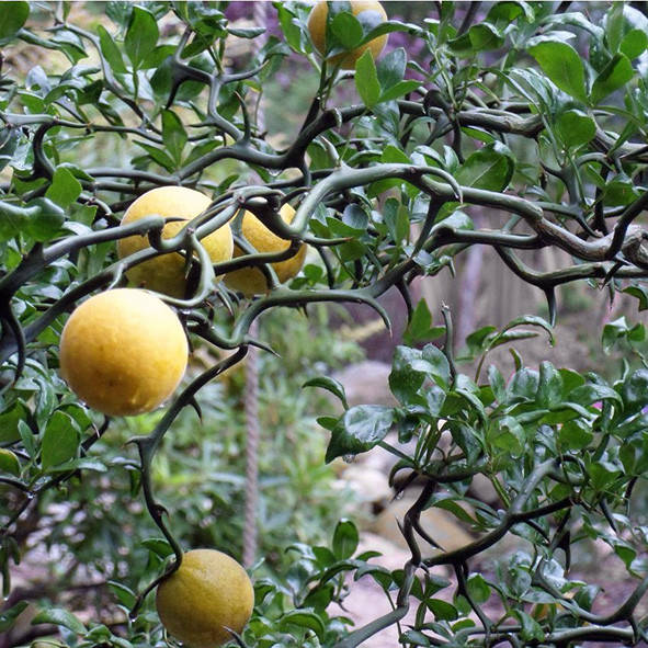 

Понцирус трифолиата «Летящий дракон» (P. trifoliata Monstruosa) до 20 см.