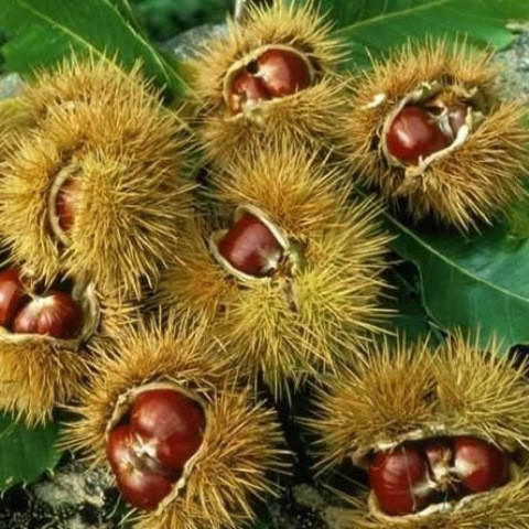 

Саженцы каштана съедобного американского (castanea dentata) 1 летние, конт. P9