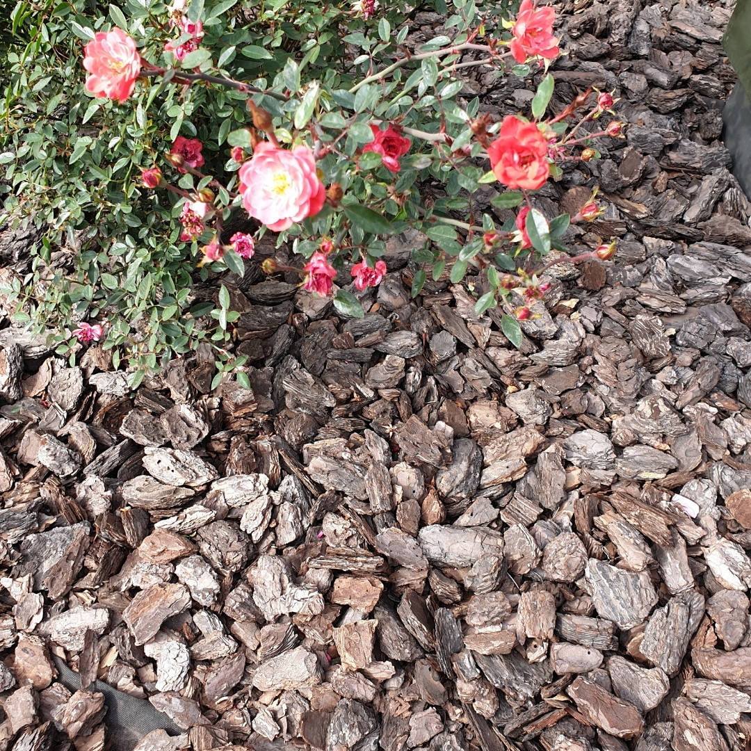 

Кора сосновая в мешках (50 л), фракция 5-10 см или 15-20 см