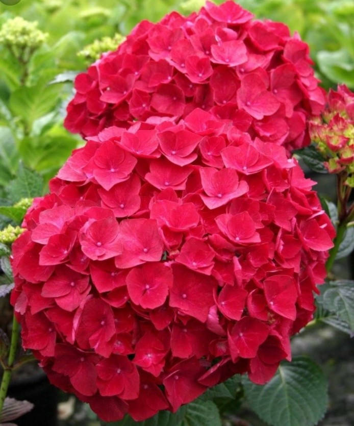 

Гортензия Red Sensation
