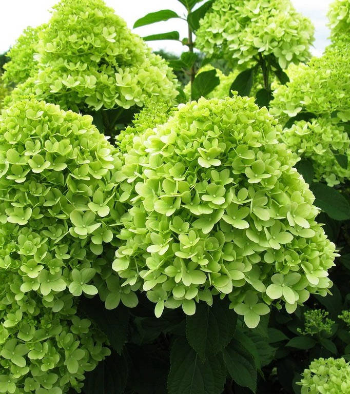 

Гортензия метельчатая Лайм Лайт \ Hydrangea paniculata « Limelight»( саженцы 3 года)