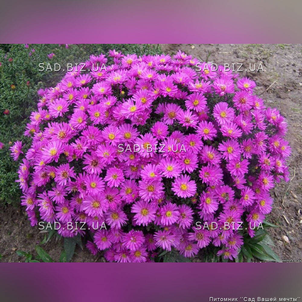 

Астра кустарниковая 'Anneke'. Контейнер 0,5 л