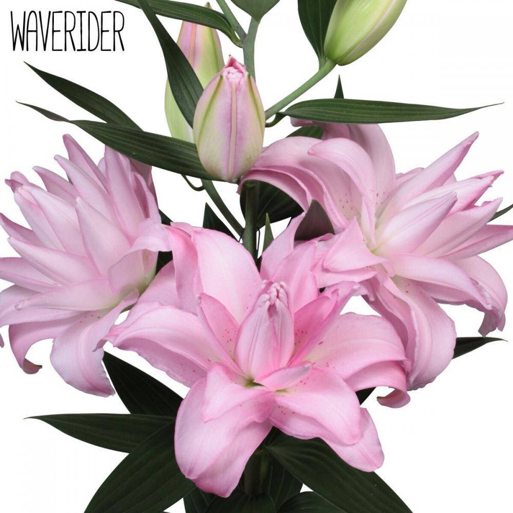 

Лилия Waverider