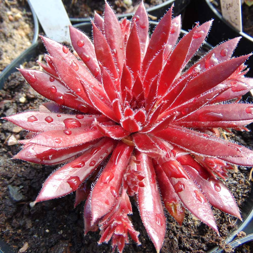 

Молодило Ред Айс