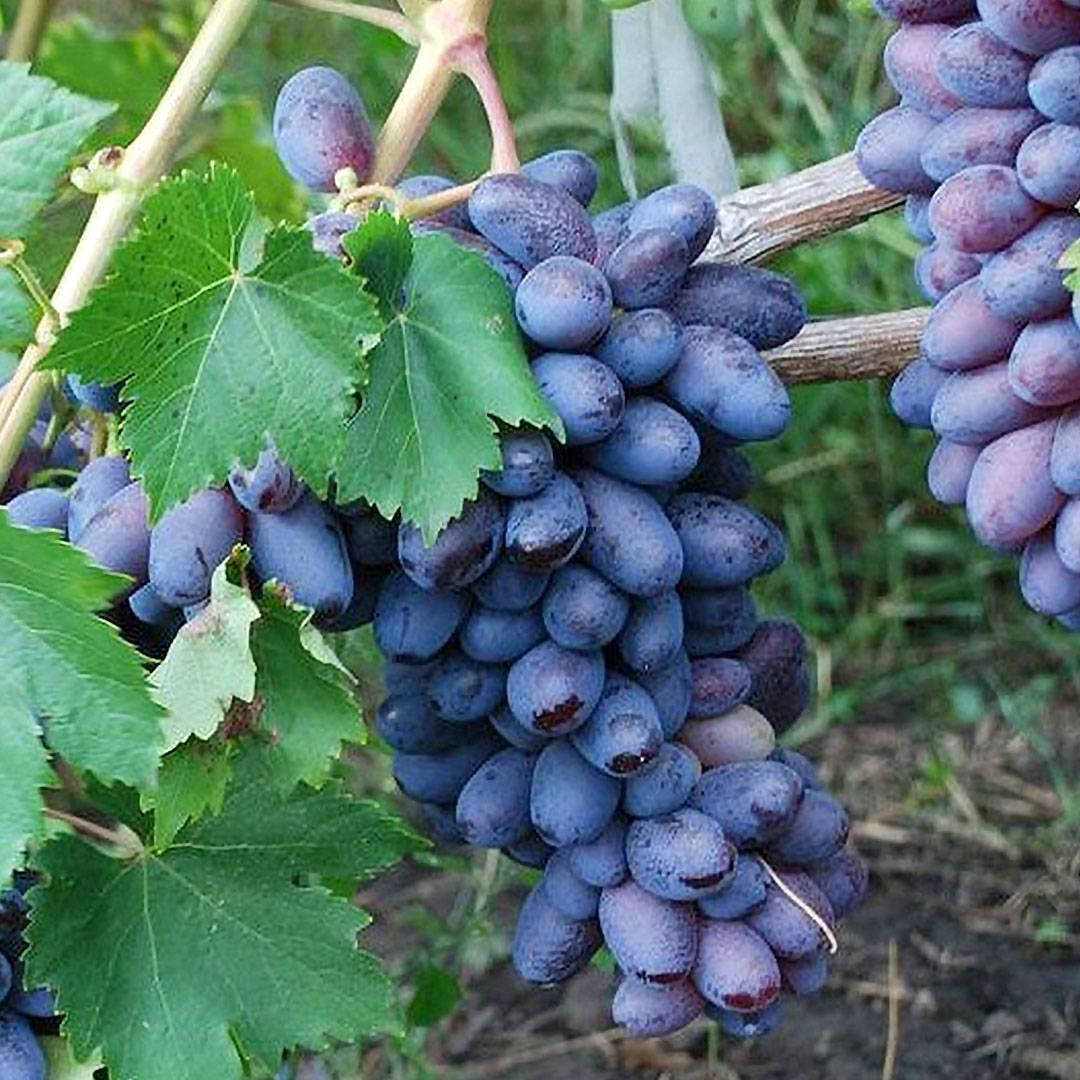 

Саженец винограда сорт Байконур