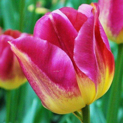 

Тюльпан Boston (луковицы) 3 шт