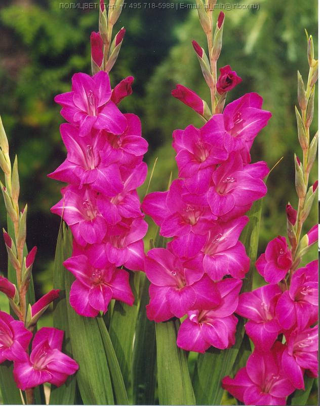 

Гладиолус Violet Moon 3 шт./уп., крупноцветковый