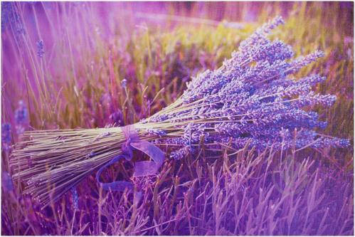 

Лаванда семена