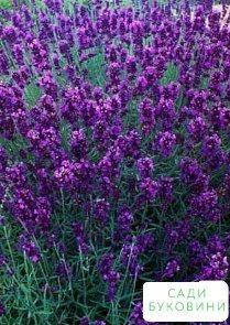 

Лаванда узколистная 'angustifolia'
